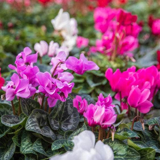 AcquaGarden Plants Cyclamen 'Rainer Mix'