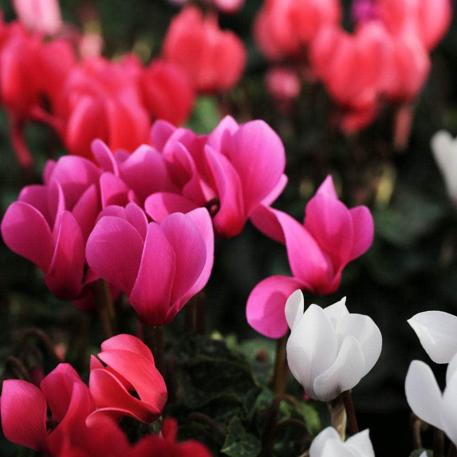 AcquaGarden Plants Cyclamen 'Rainer Mix'