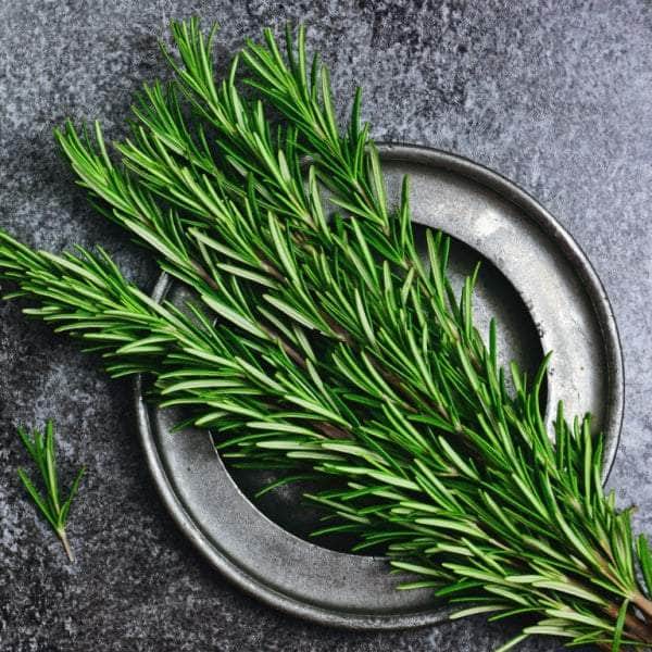 AcquaGarden Plants Herb Plug Plants Multi-Pack 2 – Mixed Varieties - 24 x Plug Plants