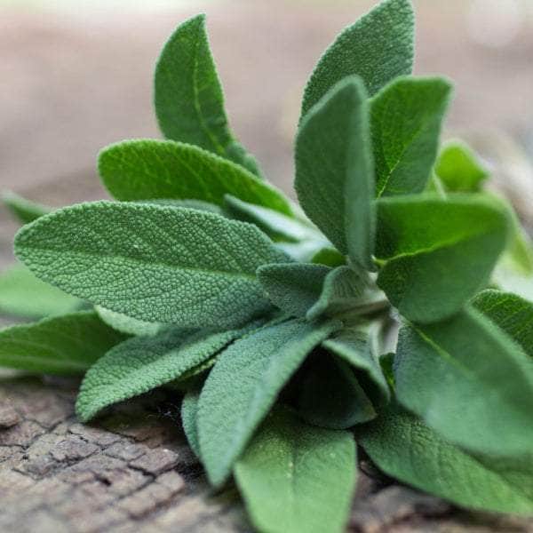 AcquaGarden Plants Herb Plug Plants Multi-Pack 2 – Mixed Varieties - 24 x Plug Plants