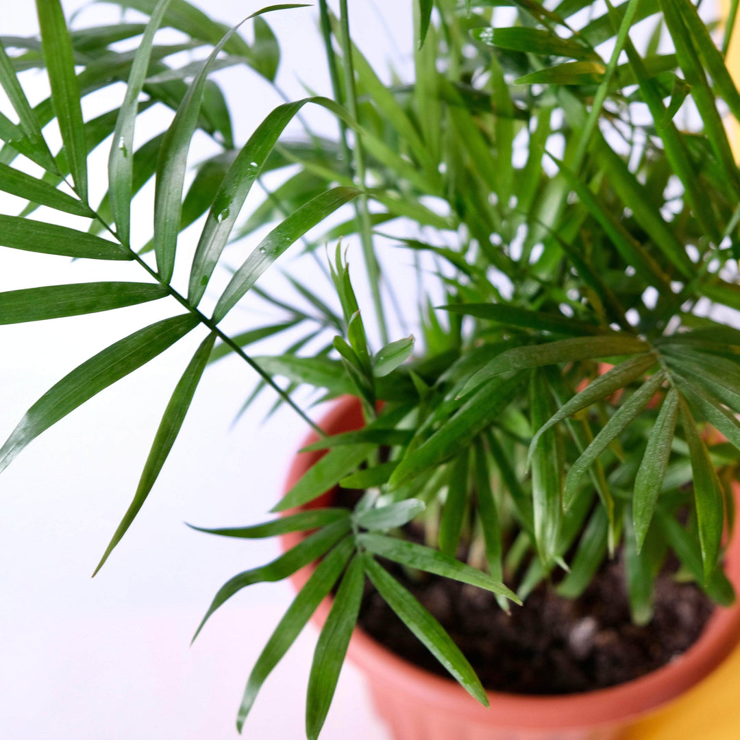 AcquaGarden Plants Parlour Palm (Chamaedorea Elegans) Plant
