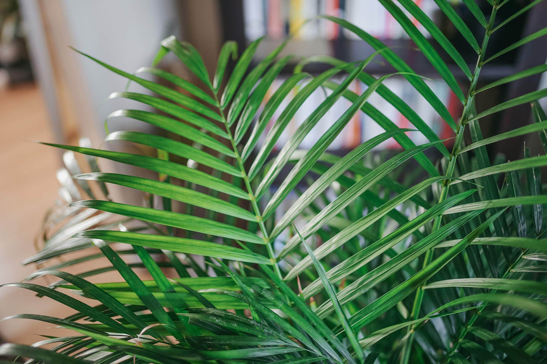 AcquaGarden Plants Parlour Palm (Chamaedorea Elegans) Plant