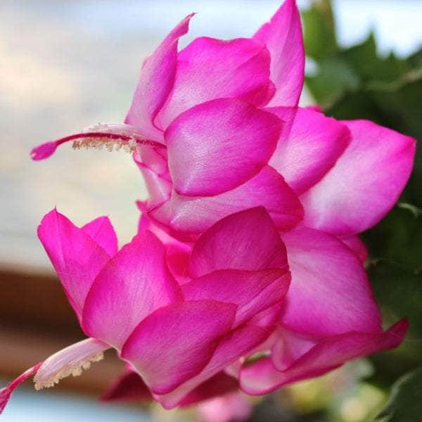 AcquaGarden Plants Pink Christmas Cactus 'Exotic Dancer'