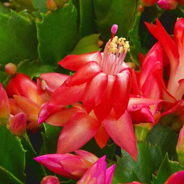 AcquaGarden Plants Red Christmas Cactus 'Caribbean Dancer'