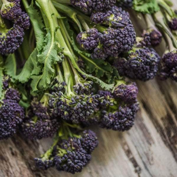 AcquaGarden Plants Vegetable Plug Plants Multi-Pack 1 – Mixed Varieties - 24 x Plug Plants