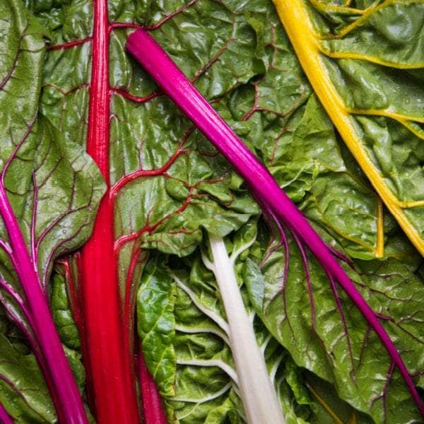 AcquaGarden Plants Vegetable Plug Plants Multi-Pack 4 – Mixed Varieties - 24 x Plug Plants