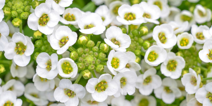 Mastering the Art of Growing Alyssum