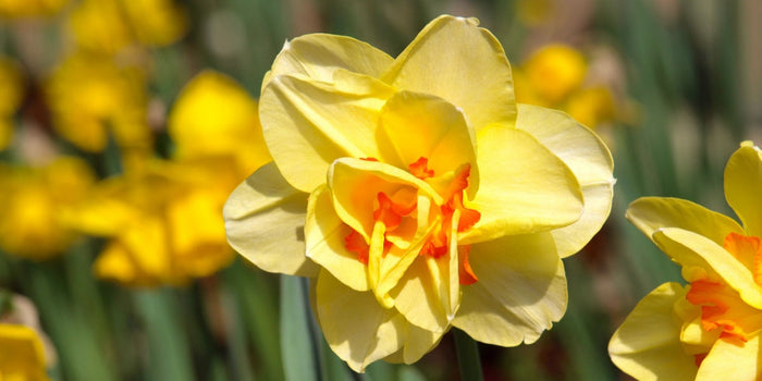 The Ultimate Guide to Growing Daffodil Bulbs