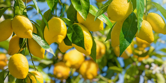 The Expert Guide to Growing Lush Lemon Trees