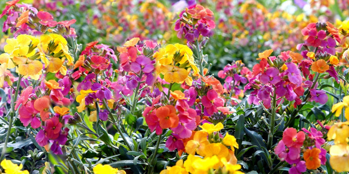 The Comprehensive Guide to Growing and Caring for Wallflowers