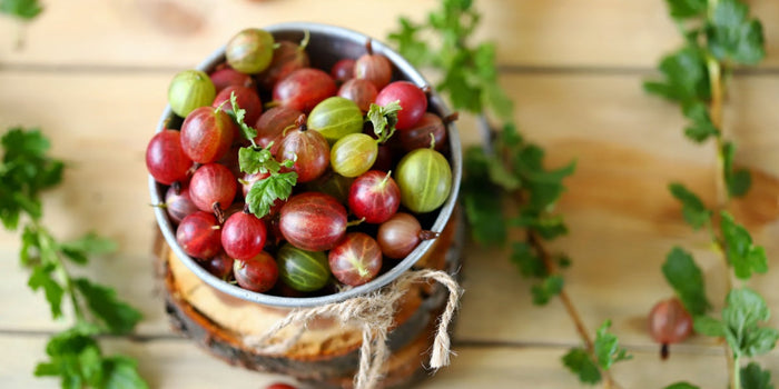 The Ultimate Guide to Growing Gooseberries