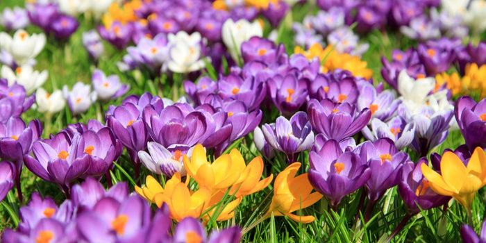 The Comprehensive Guide to Growing and Caring for Crocuses