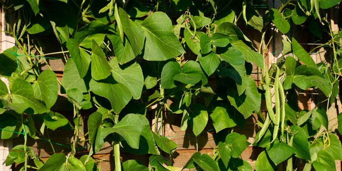 Master the Art of Growing Runner Beans