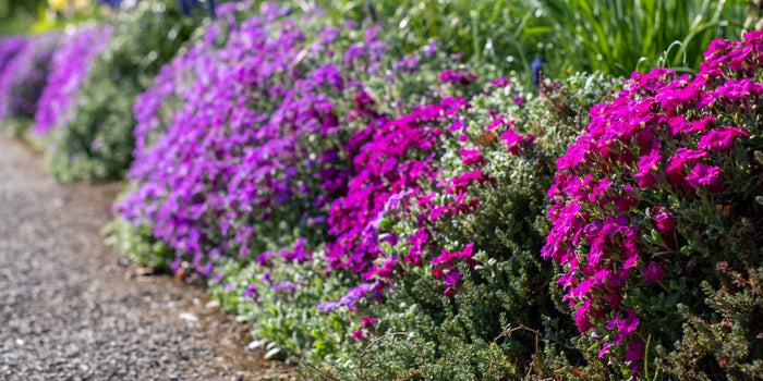 The Ultimate Guide to Growing Aubrietas