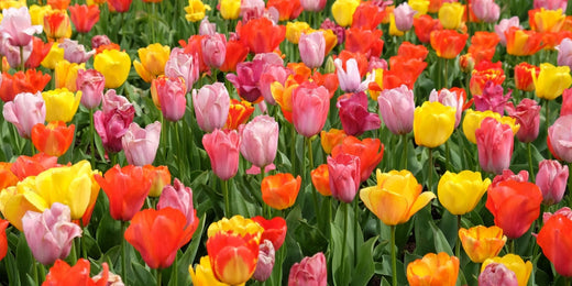 The Ultimate Guide to Growing and Caring for Tulips
