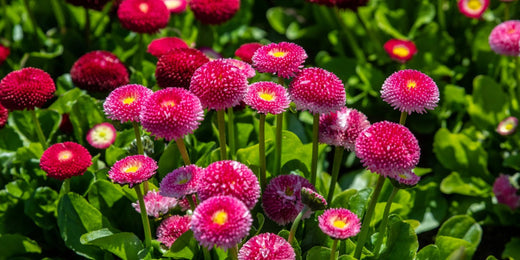 The Ultimate Guide to Growing and Caring for Bellis Perennis