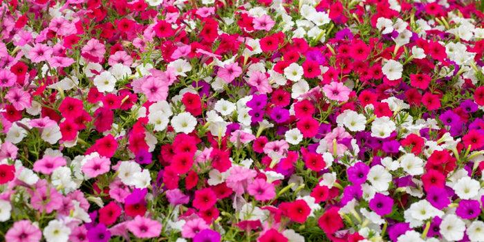 The Ultimate Guide to Growing and Caring for Petunias