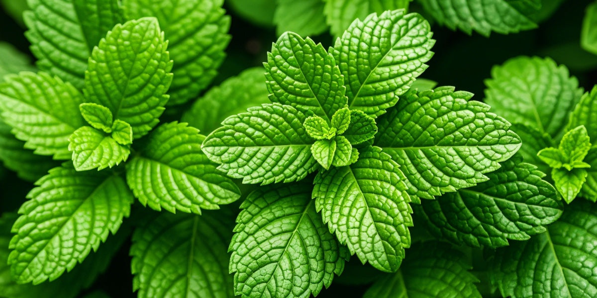 Processed Mint The Comprehensive Guide to Growing Mint | Tips for a Thriving, Aromatic ...