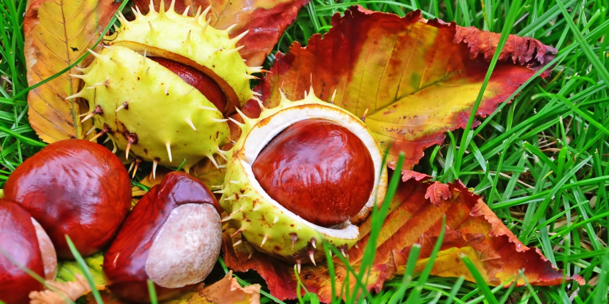 Conca Tree How to Grow Conker Trees: The Complete Guide to Cultivating Horse ...