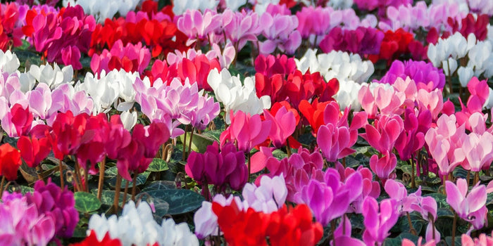 The Complete Guide to Growing Cyclamens