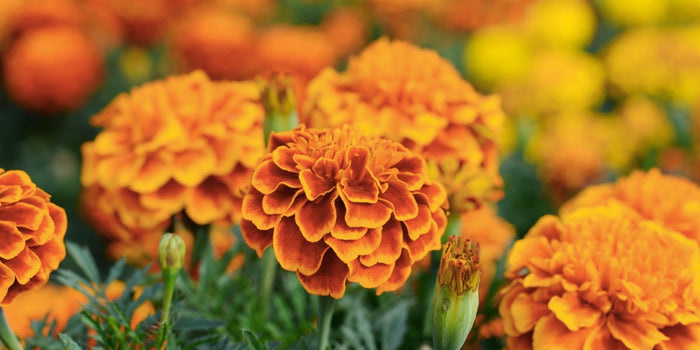 The Comprehensive Guide to Growing Marigold Flowers