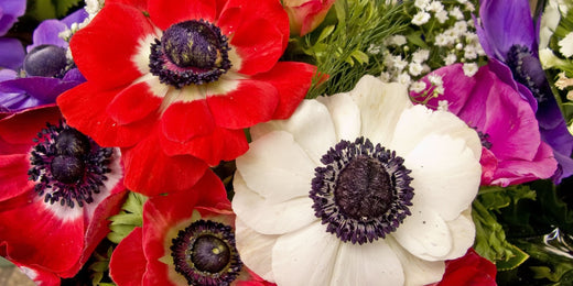 Mastering the Art of Growing Anemone Bulbs