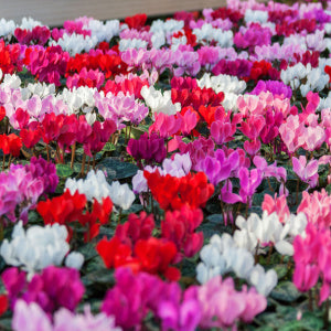 Cyclamen Plants