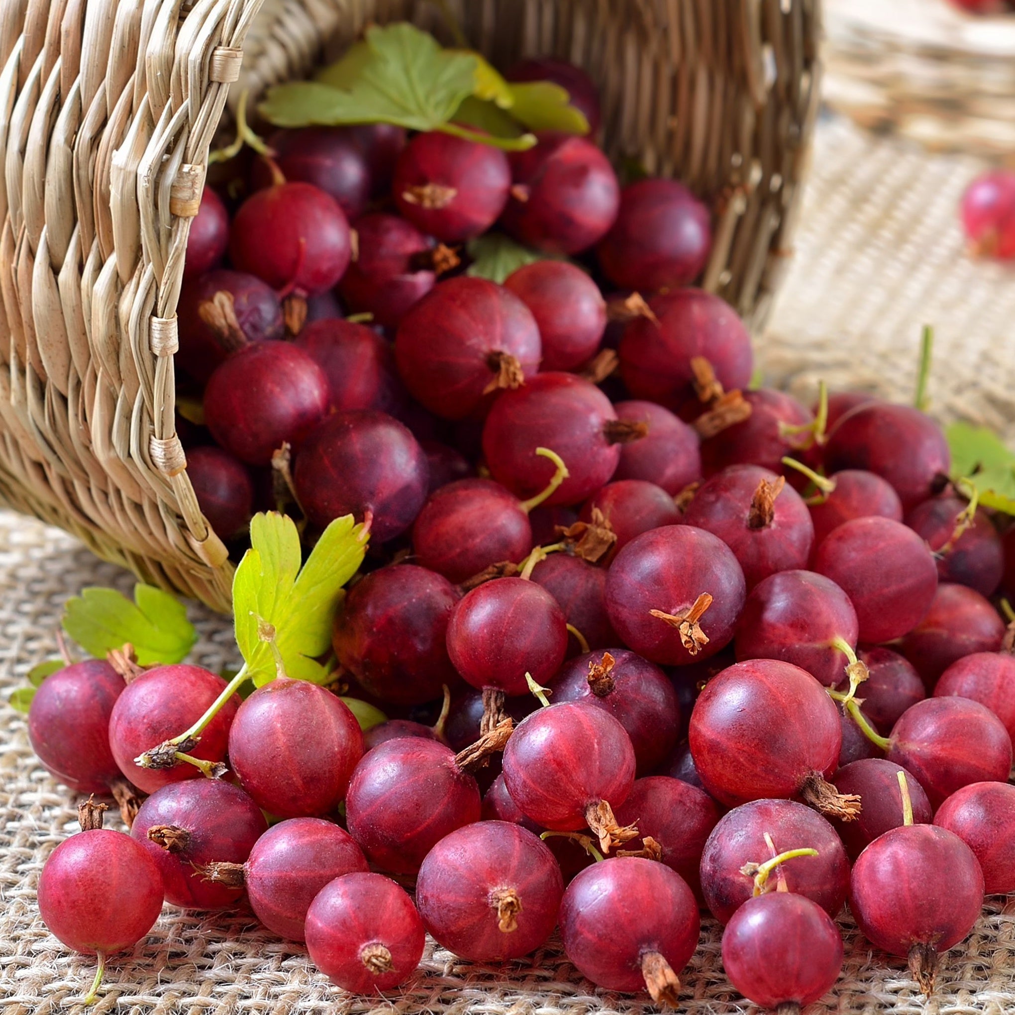 Gooseberry Plants