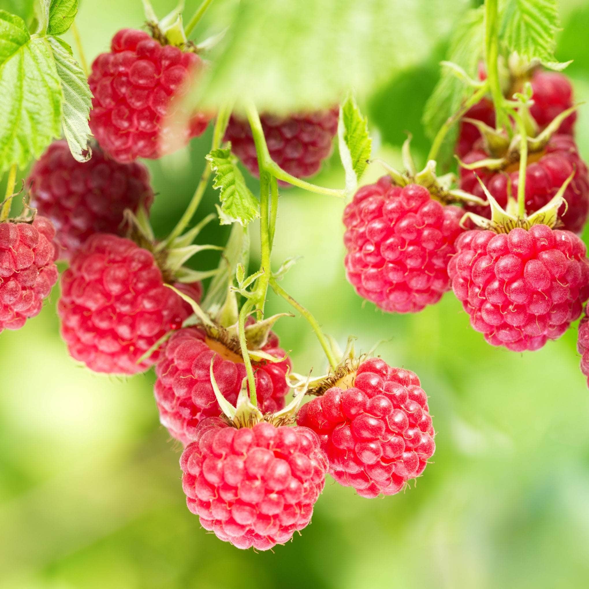 Raspberry Plants