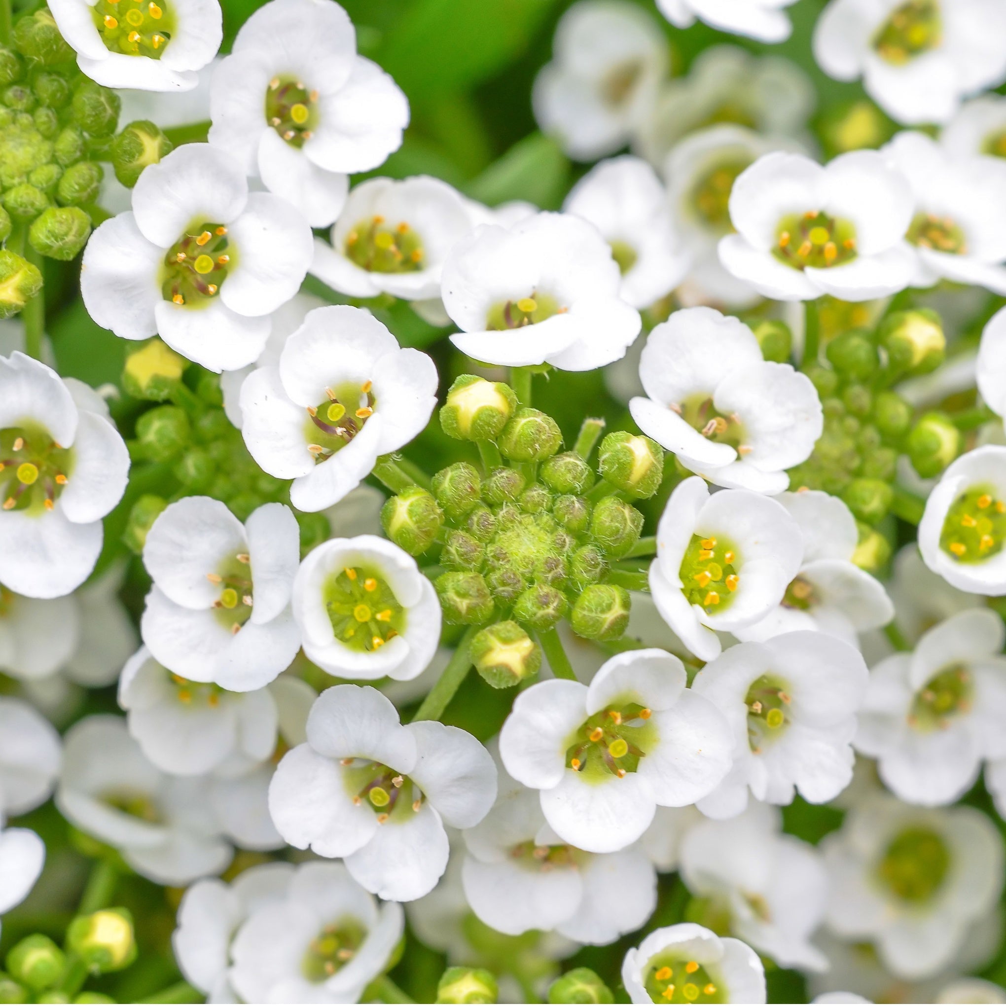 Lobelia & Alyssum - Bedding Plants