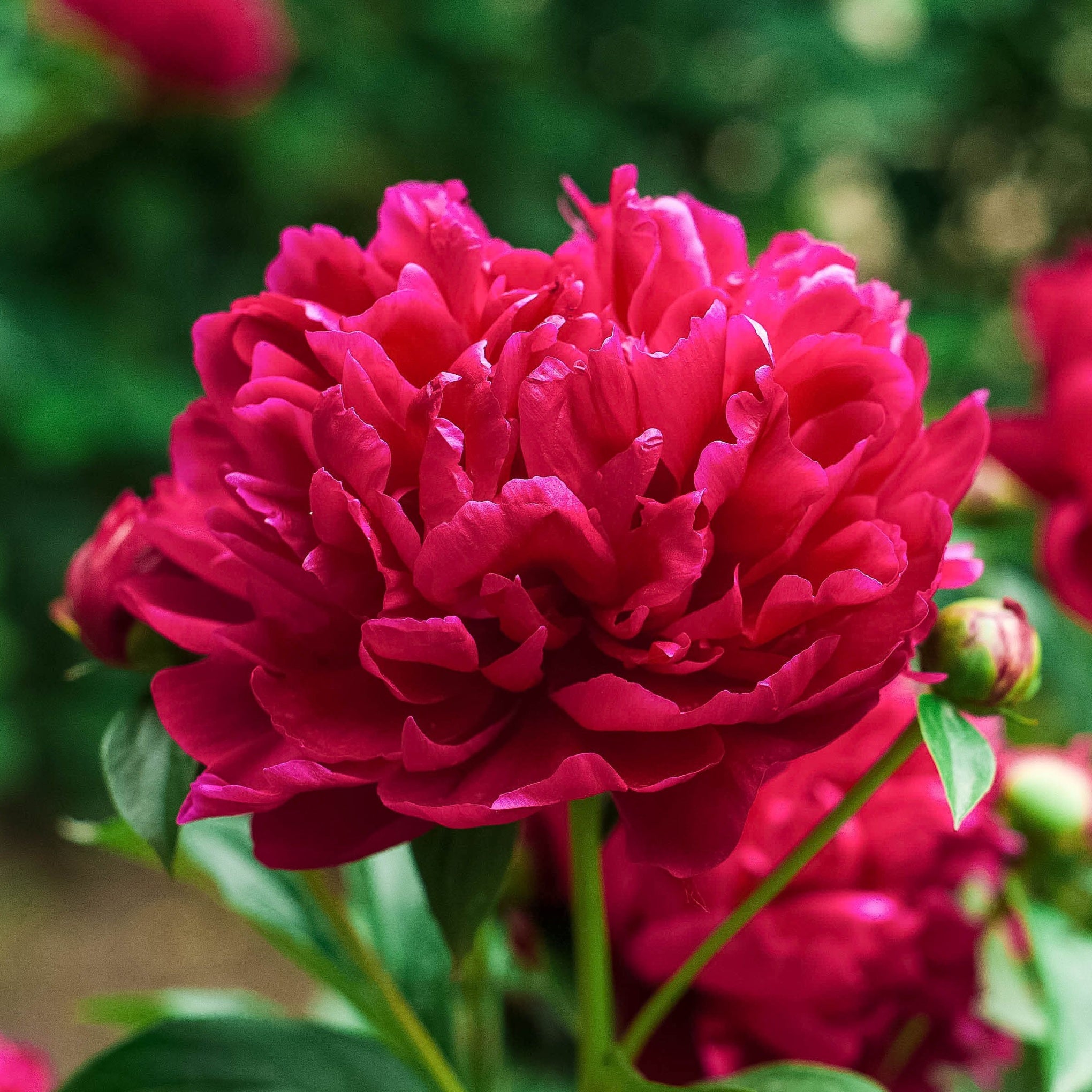 Shrubs & Perennials
