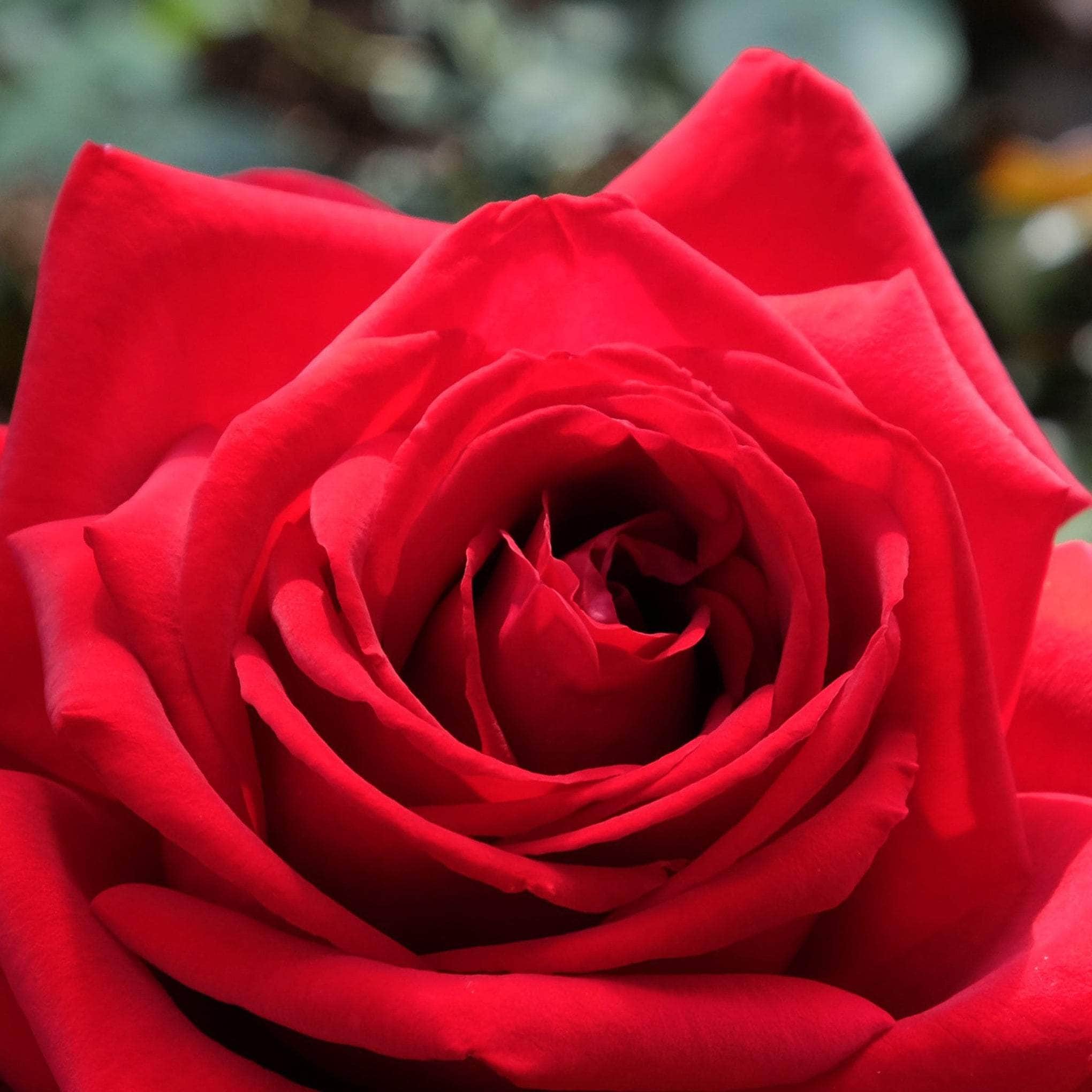 Memorial & Remembrance Roses