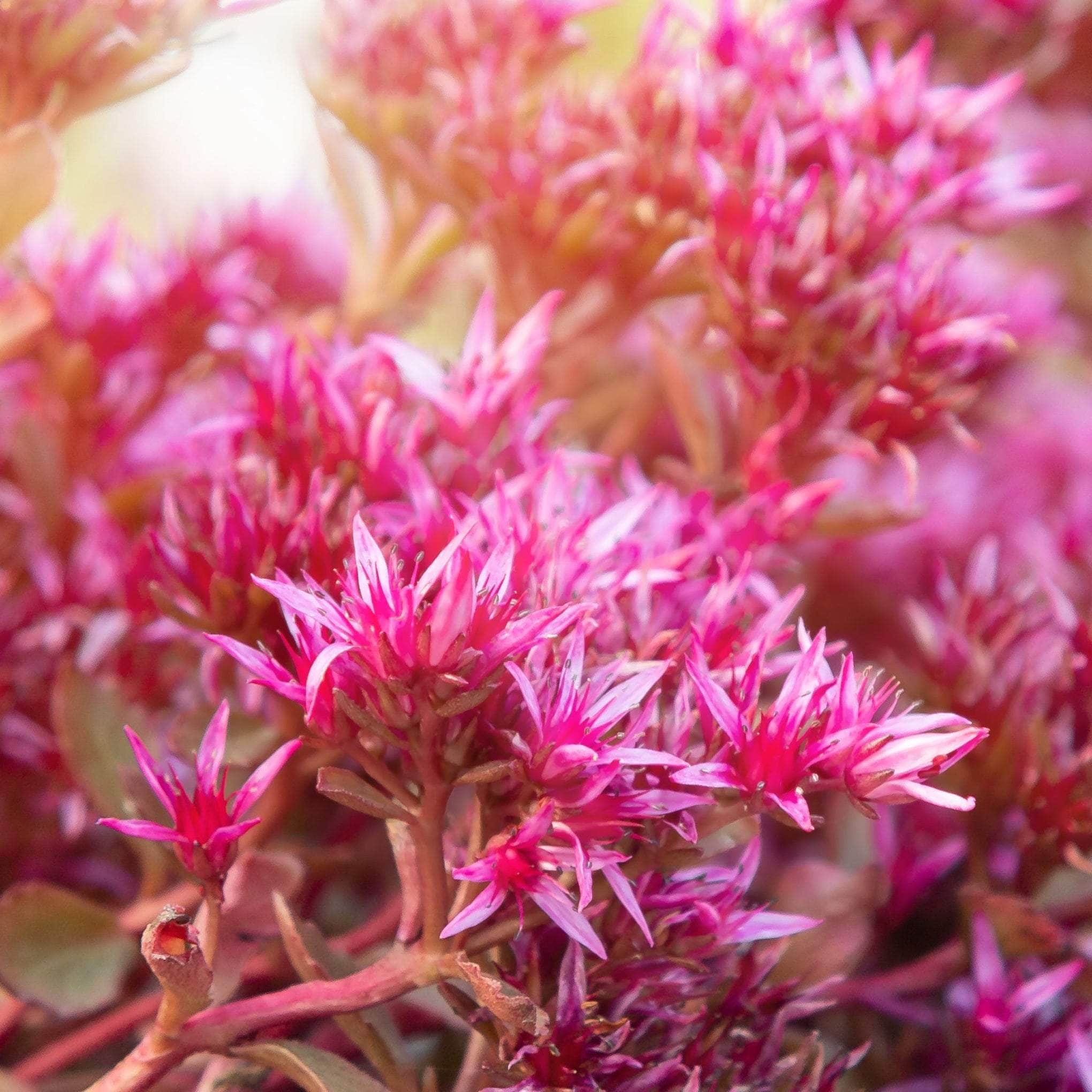 Sedum & Lavender - Shrubs & Perennials