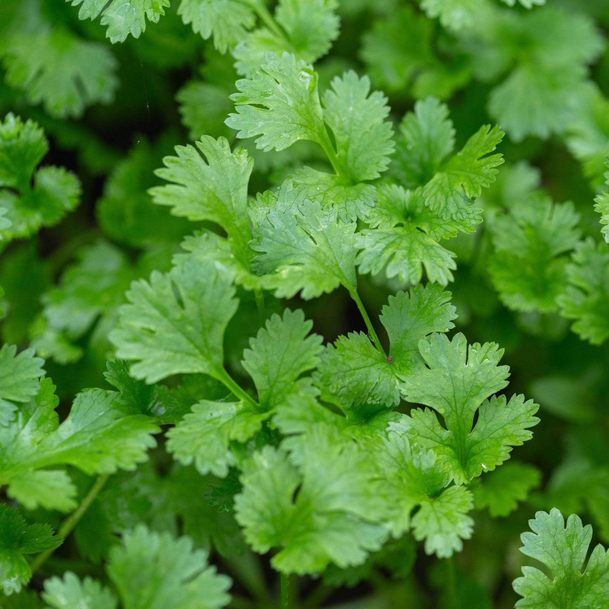Basil & Coriander - Herb Plants