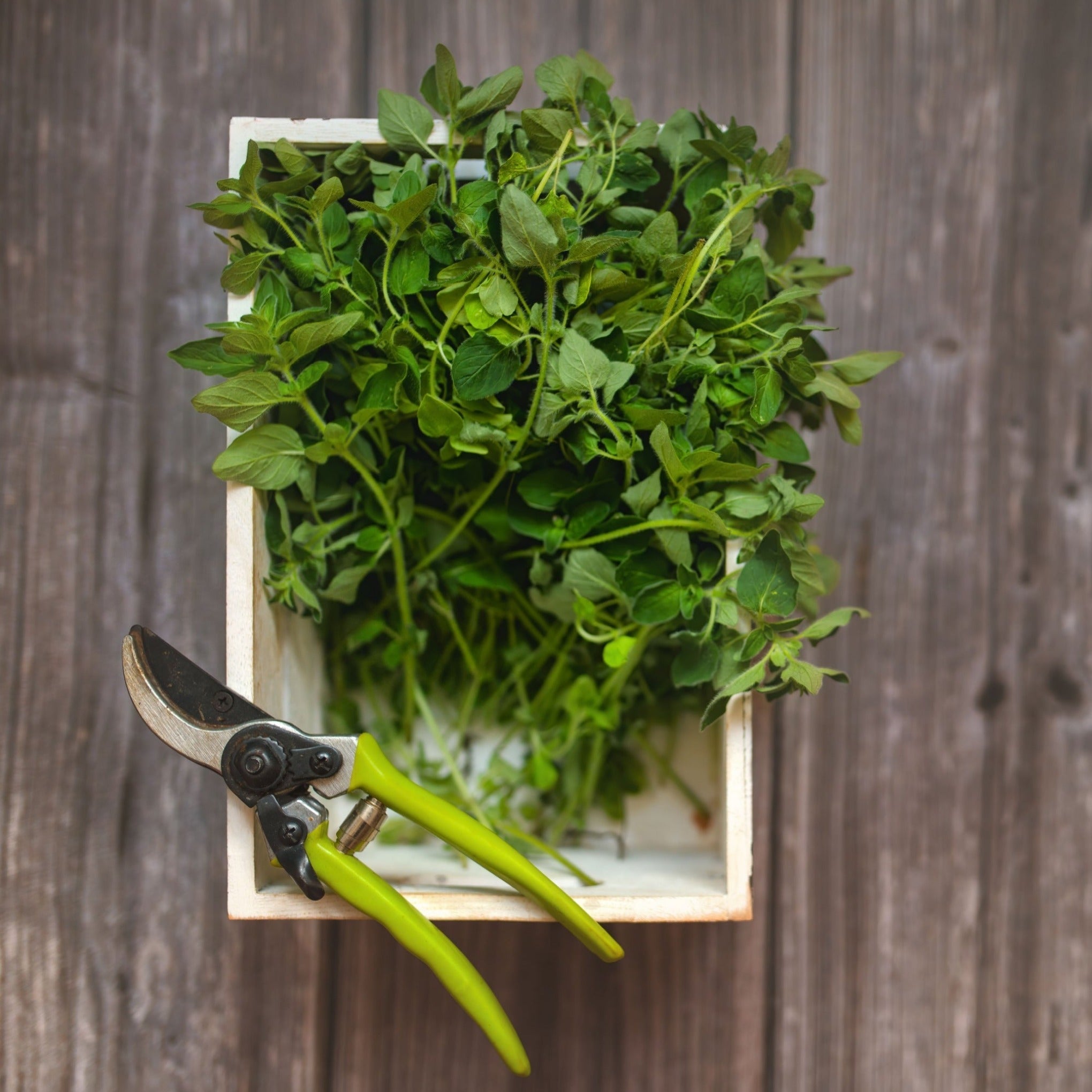 Parsley & Oregano - Herb Plants