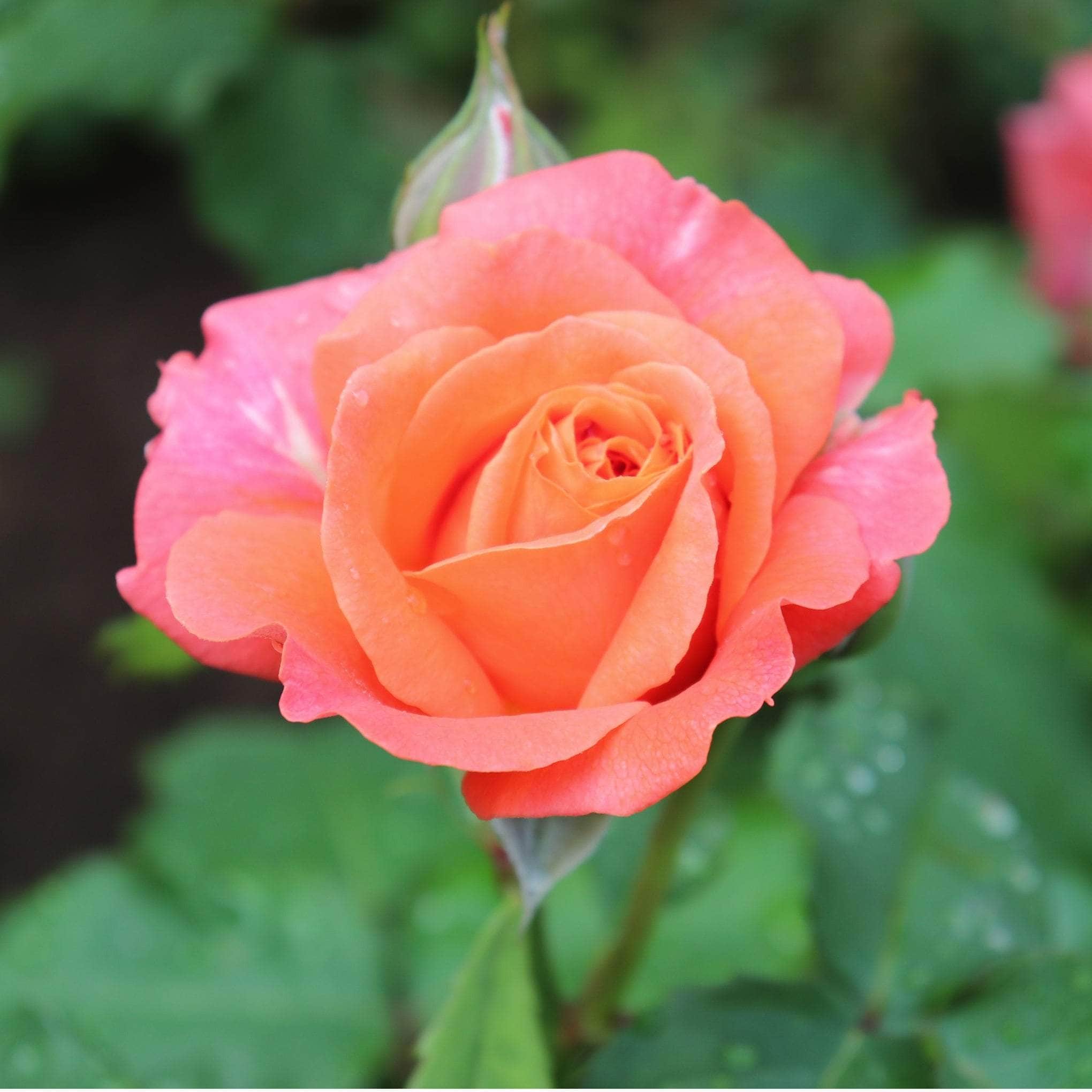 Strongly Fragrant Roses – AcquaGarden