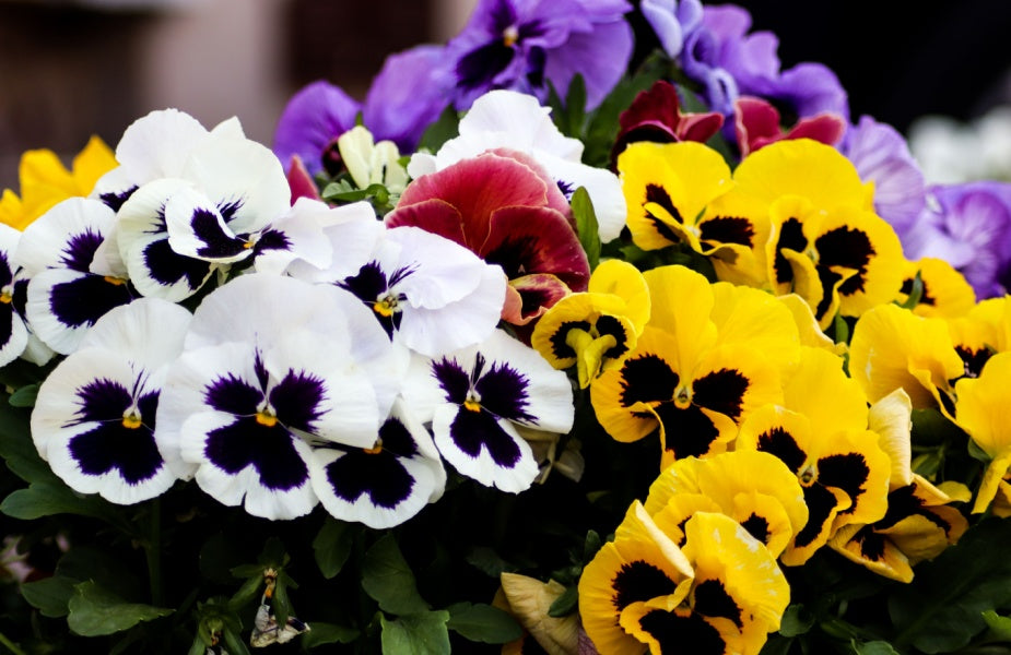 Bedding Plants Multi-Packs