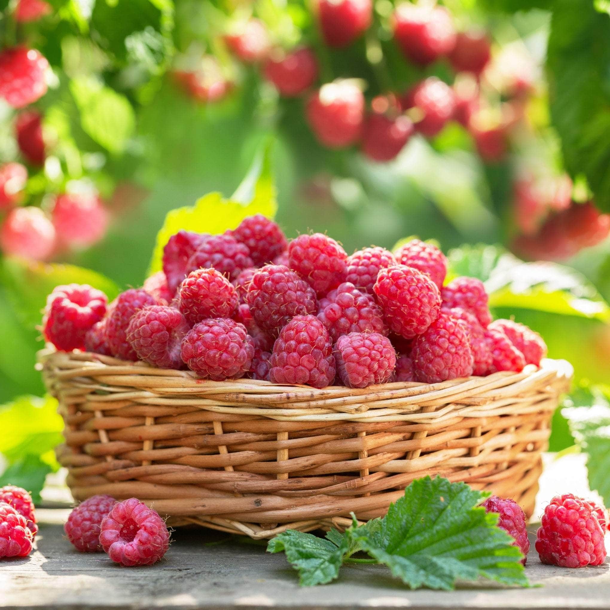 Raspberry & Blackberry - Fruit Plants