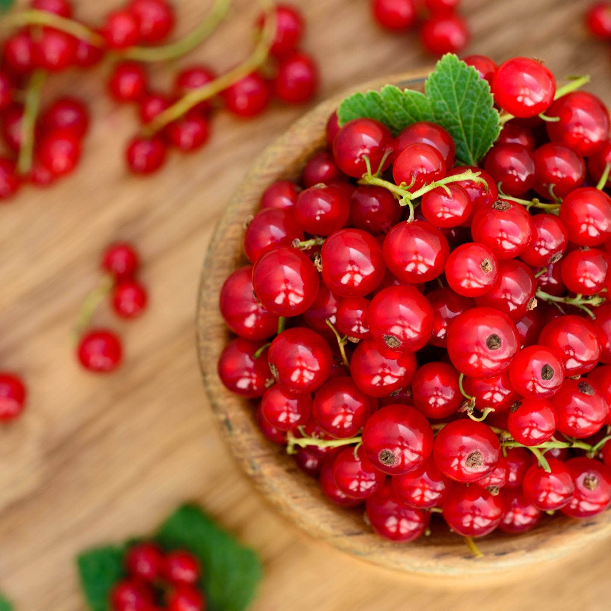 Redcurrant Plants
