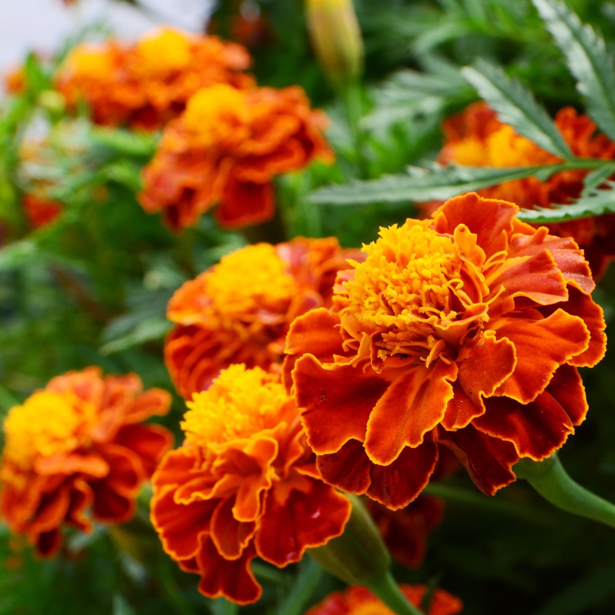 Marigold Plants
