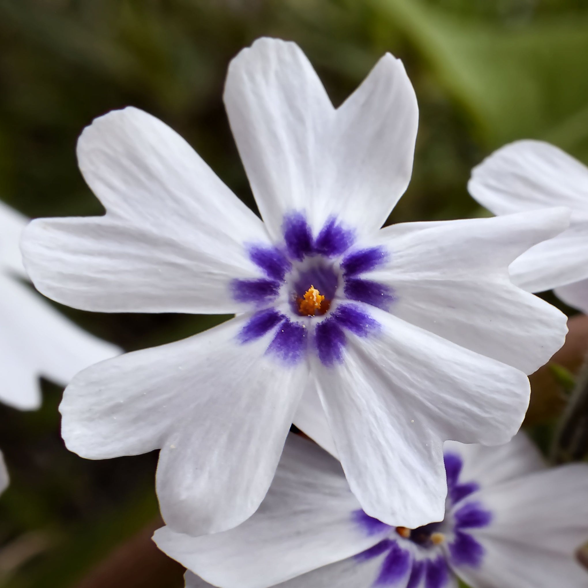 Campanula & Phlox - Shrubs & Perennials