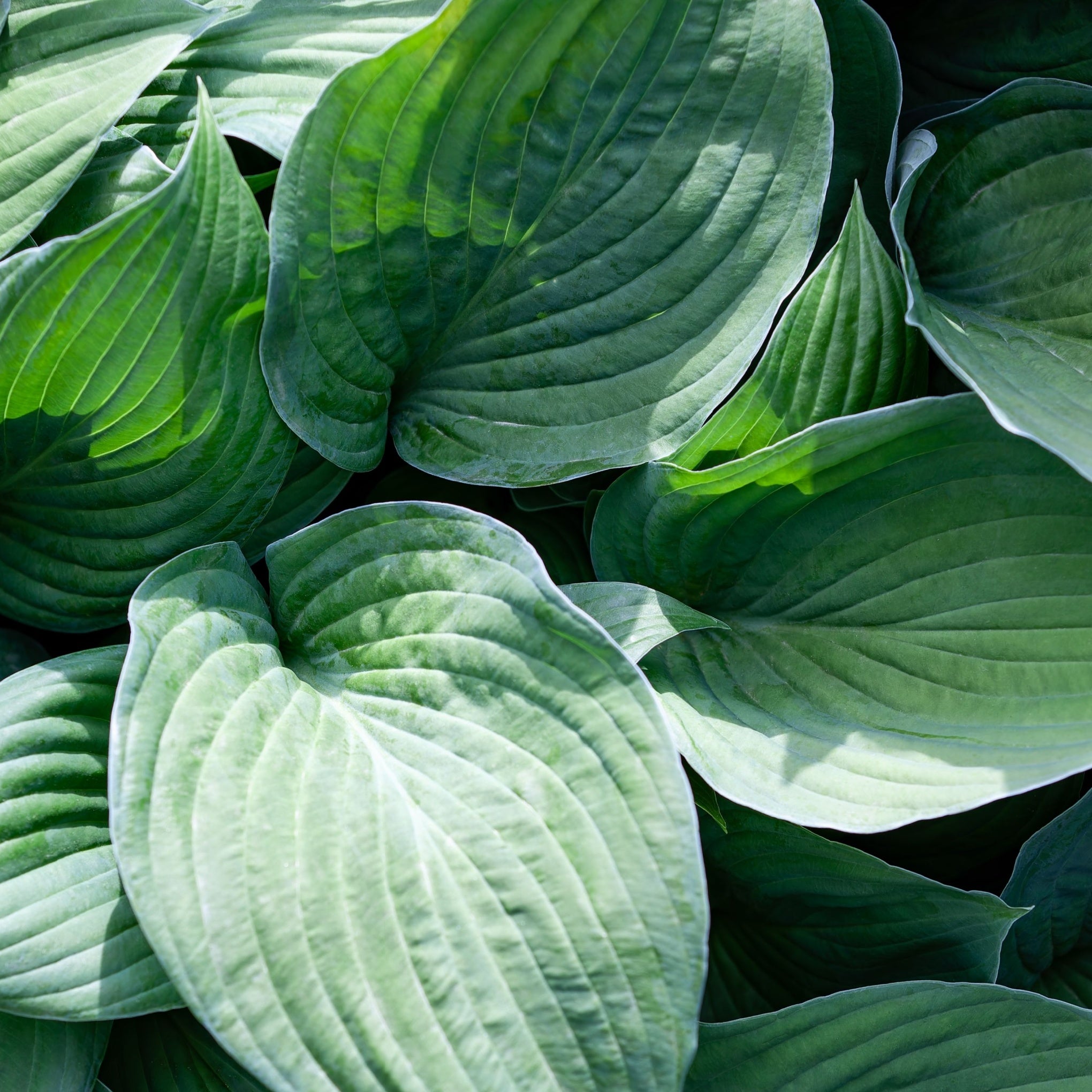 Cypress & Hosta - Shrubs & Perennials – AcquaGarden