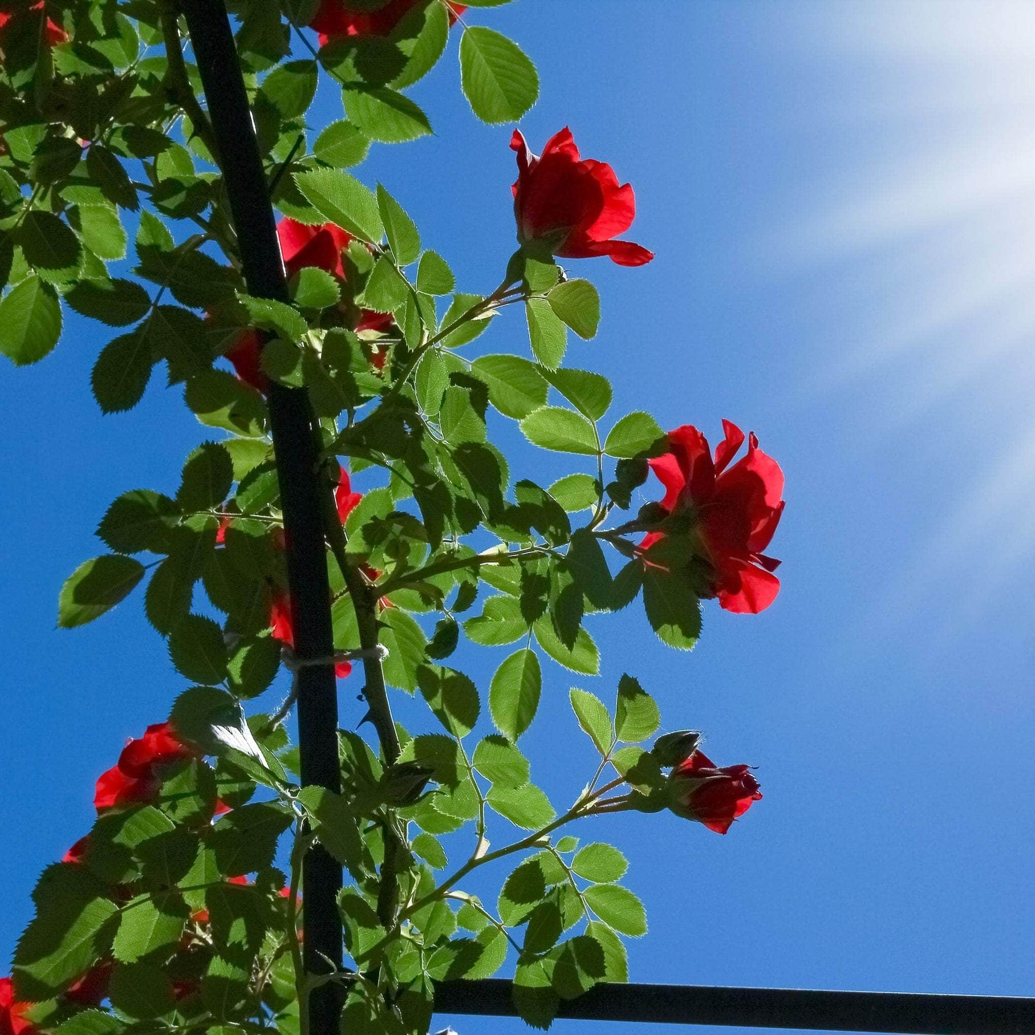 Shrub Roses