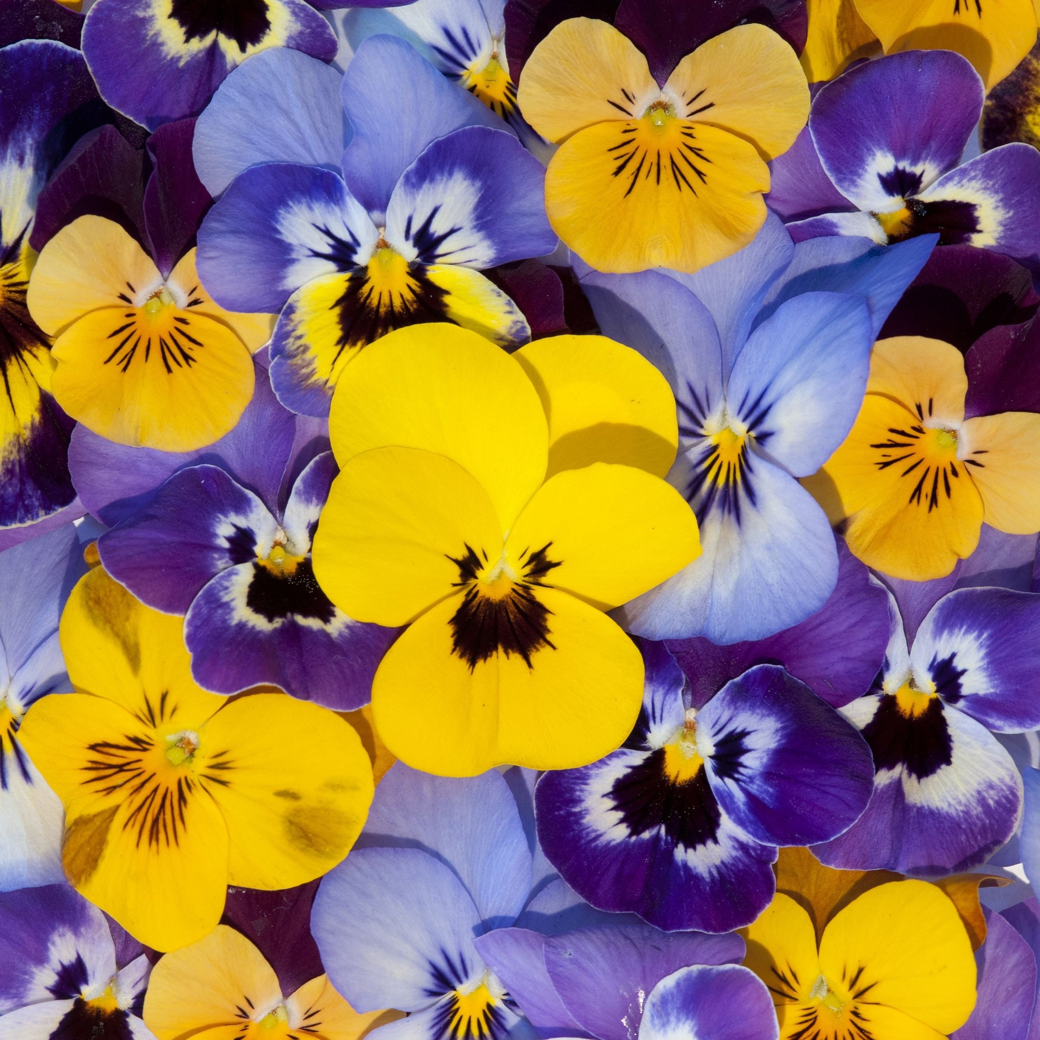 Viola Plants