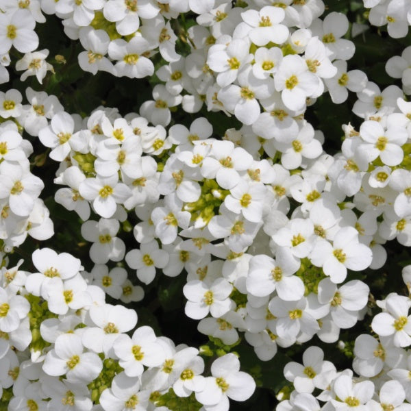 Arabis Plants