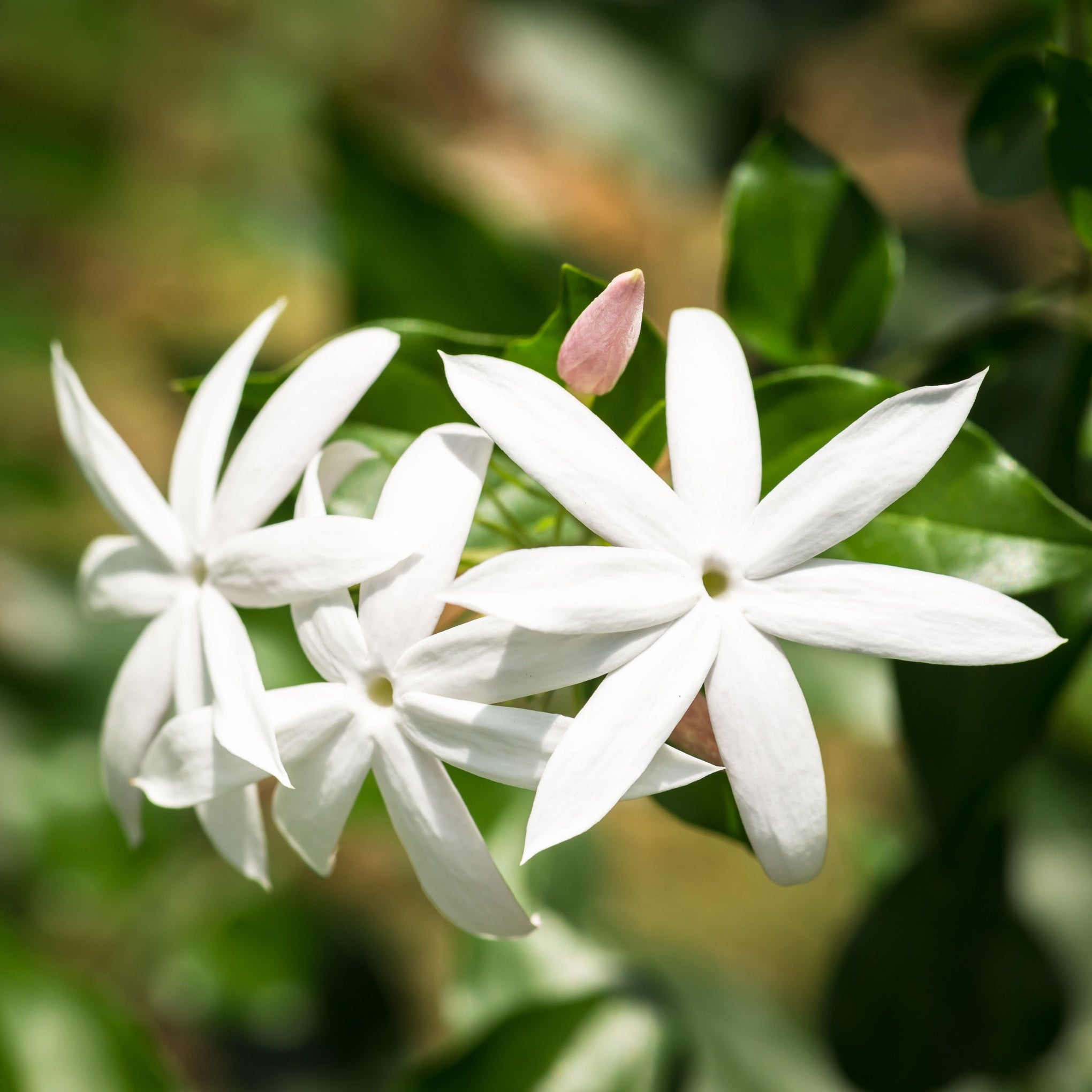 Daphne & Jasmine - Shrubs & Perennials