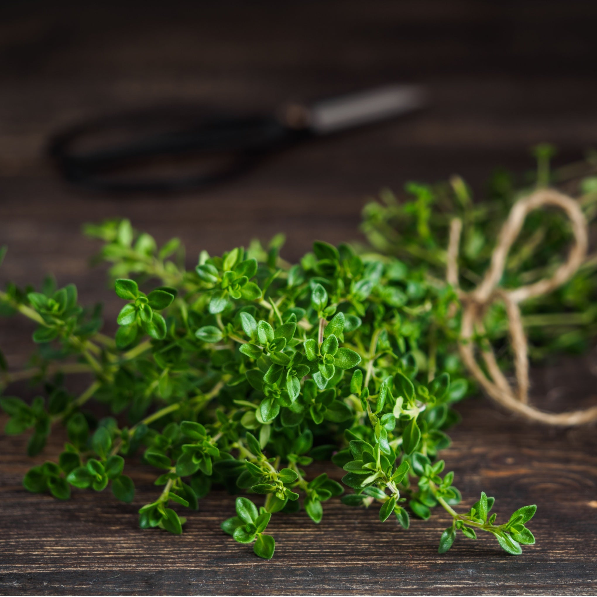 Rosemary & Thyme - Herb Plants