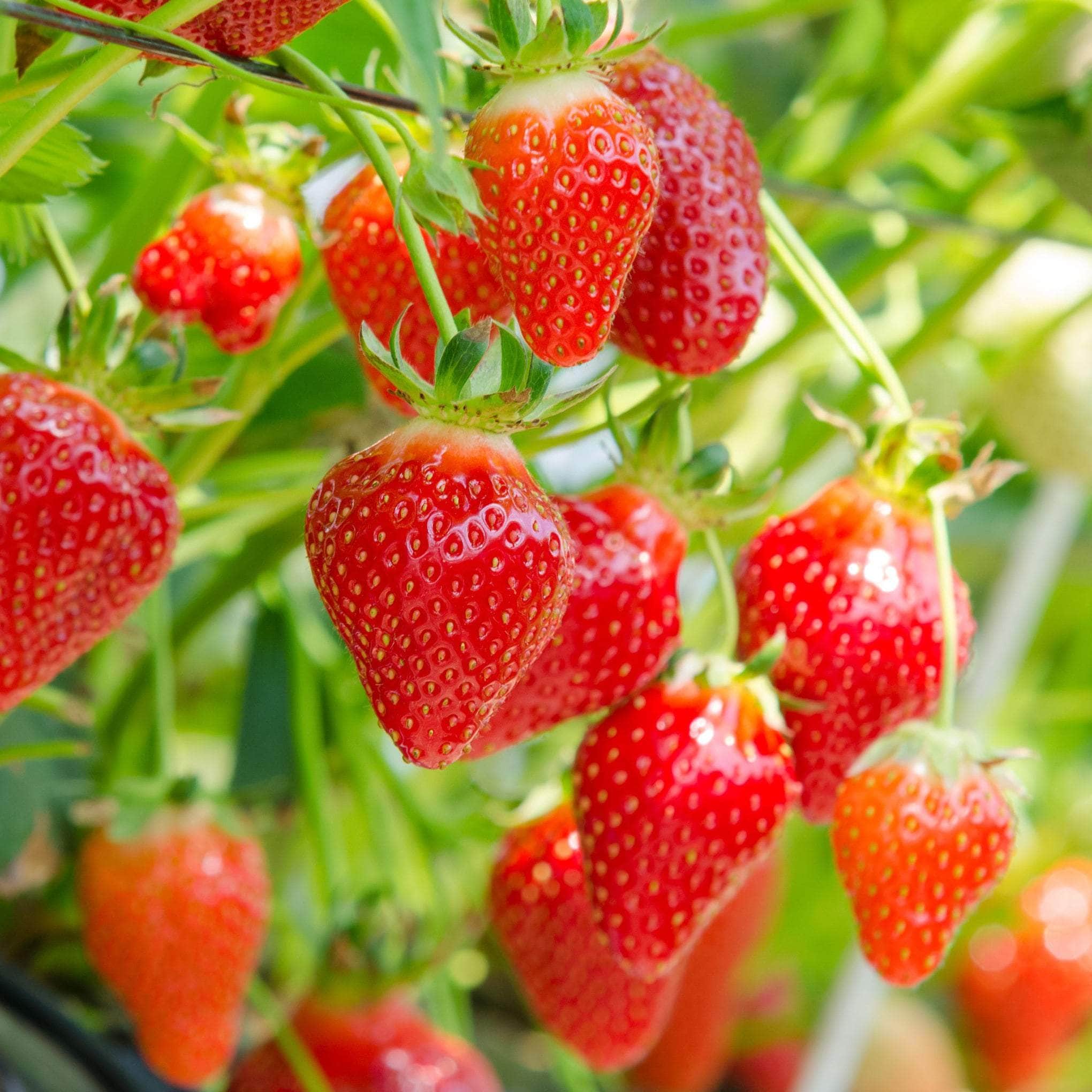 Strawberry Plants