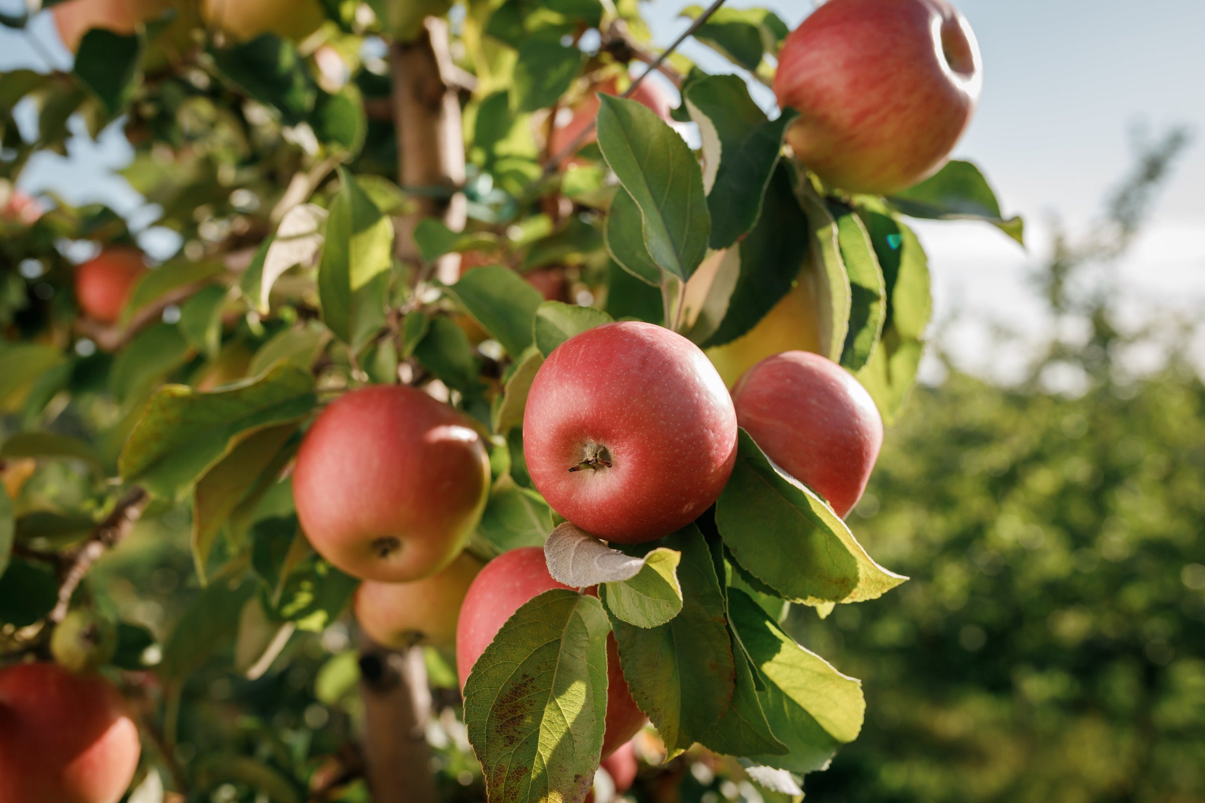 Apple Trees