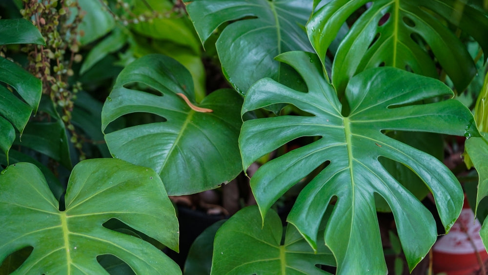House Plants